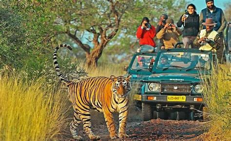 ranthambore in hindi|things to do ranthambore.